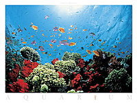 Фотография в интерьер: Аквариум — Aquarium