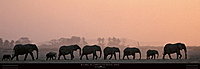 Фотография в интерьер: Африканские слоны — Loxodonta Africana